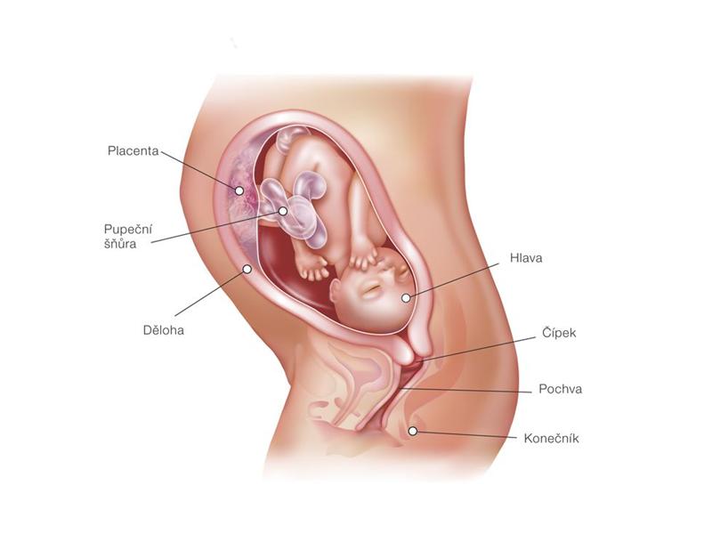 vyvoj-plodu-29-tyden