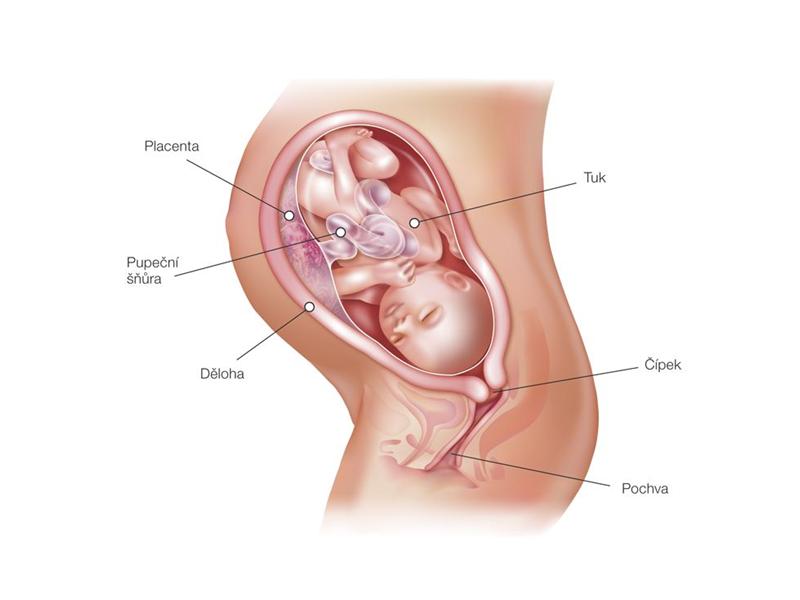 34. týden těhotenství – vývoj plodu a změny