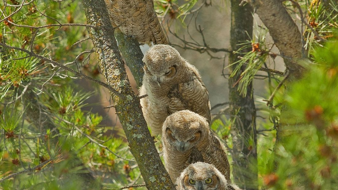 1496485607great-horned-owls-1591288_1280-1100x618.jpg