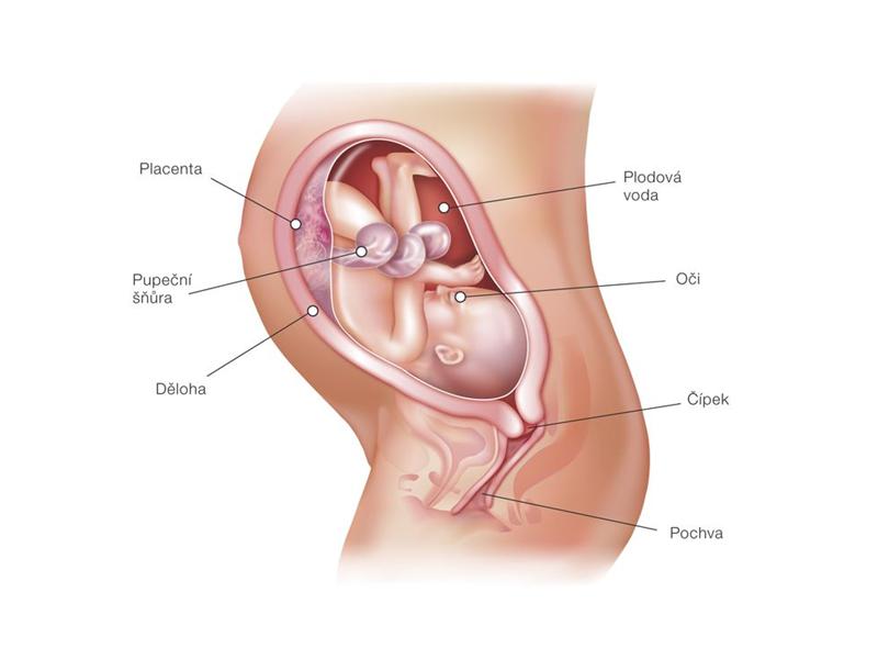 30. tt Vývoj plodu