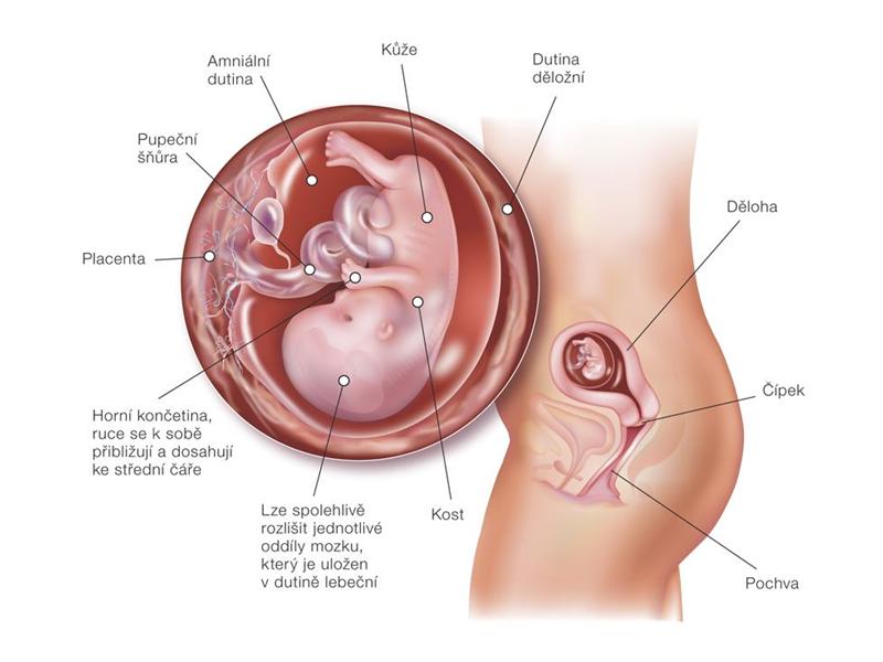 32.&nbsp;tt – vývoj plodu