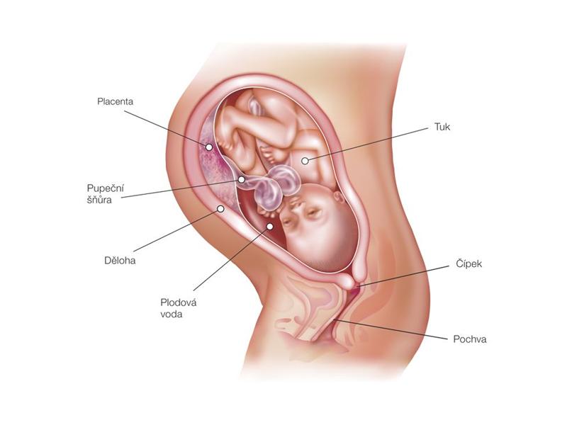 35. tt Vývoj plodu