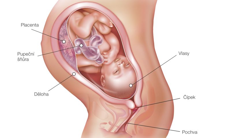 37. týden těhotenství – vývoj plodu a změny