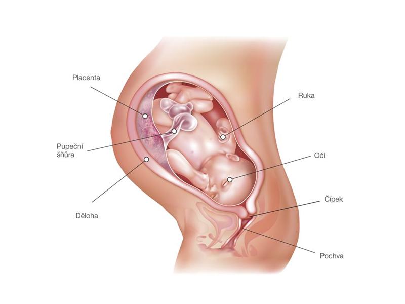 38. tt – vývoj plodu