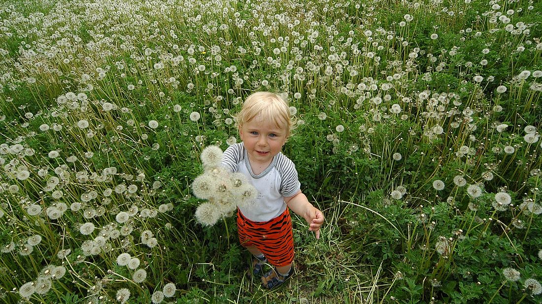 Dítě s pampeliškami