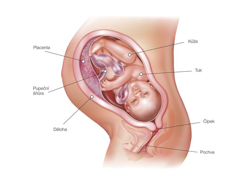 39. tt Vývoj plodu a změny