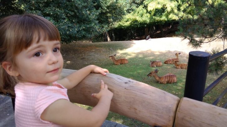 1535482919Niky%20v%20Zoo-728x409.jpg