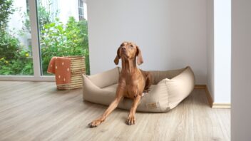 dog-bed-fred-352x198.jpg