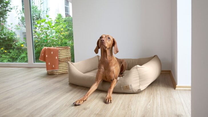 dog-bed-fred-728x409.jpg