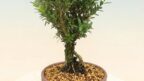 buxus-144x81.jpg