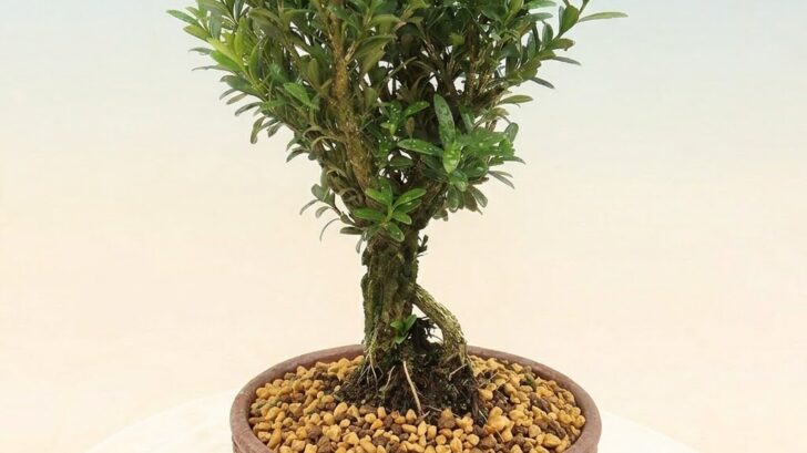 buxus-728x409.jpg