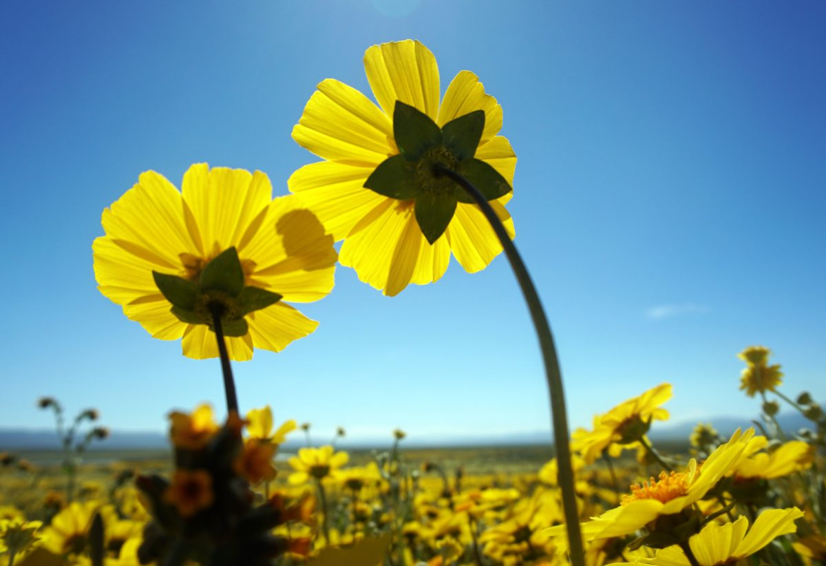 Fotografie (29. tt – Čím udělat těhotné radost III. )