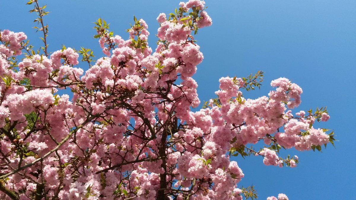 Fotografie (Neplánované těhotenství aneb Já budu asi šílená matka)