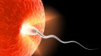 spermie-vajicko-oplodneni-istock_000007007259small-144x81.jpg