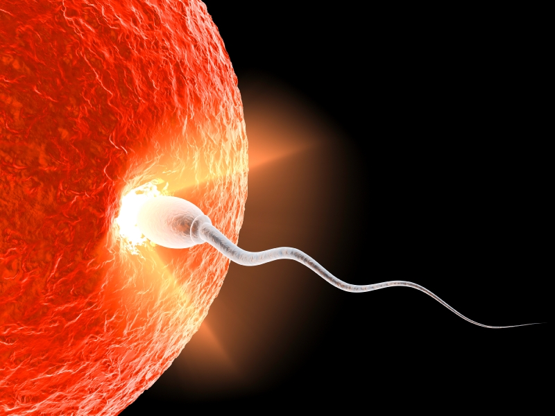 spermie-vajicko-oplodneni-istock_000007007259small.jpg